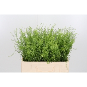 Lepidium Green Bell