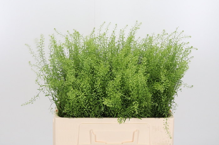 <h4>Lepidium Green Bell</h4>