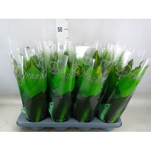 Dracaena frag. 'Cintho'