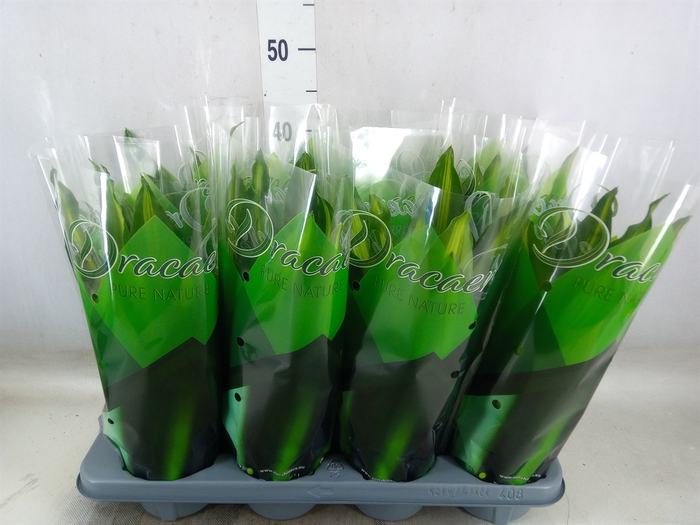 <h4>Dracaena frag. 'Cintho'</h4>