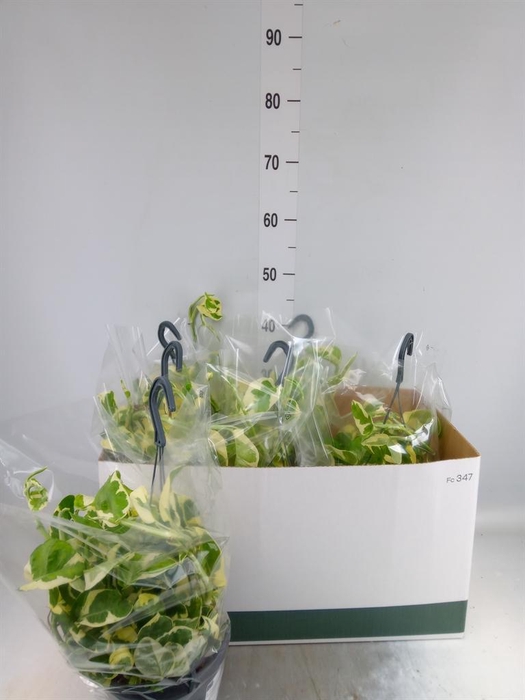 <h4>Epipremnum pinn. 'NJoy'</h4>