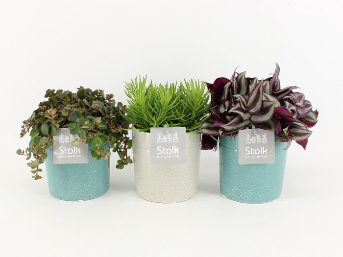 <h4>Pure Green mix in Tess Keramiek soorten : Rhipsalis, Tradescantia, Sedum</h4>