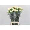 Dianthus St Rodas Creme