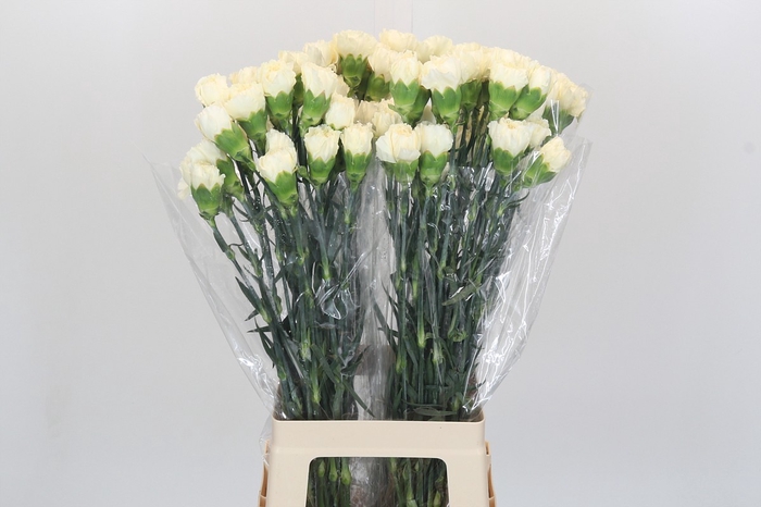 Dianthus St Rodas Creme