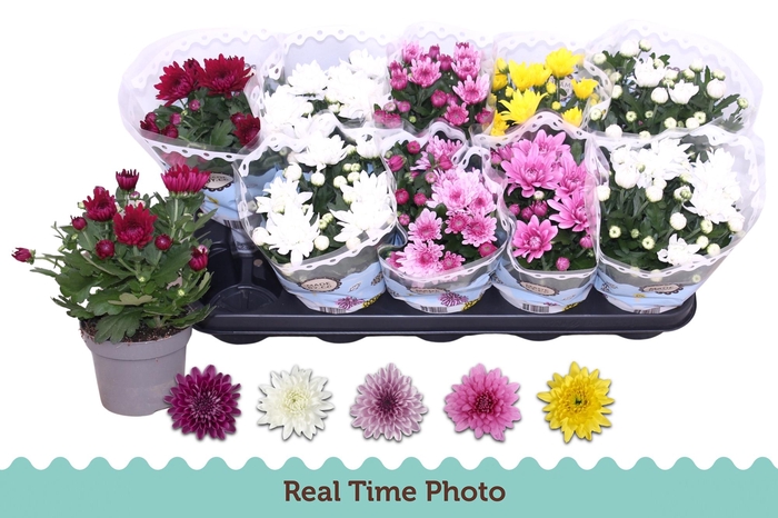 <h4>CHRYS GEVULDBL GEM</h4>