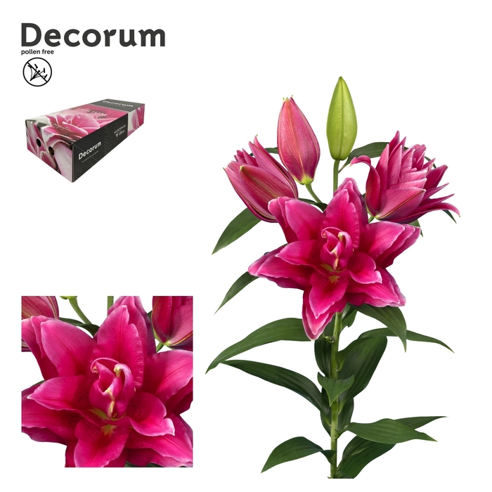 <h4>Lilium Oriental Grp dubbel Roselily Manouska</h4>