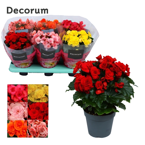 <h4>Begonia mix 14 cm (5 kleuren) Decorum</h4>