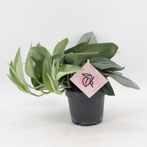 Scindapsus Treubii 'Moonlight'