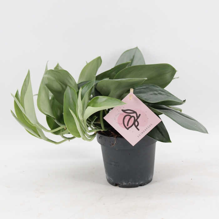 <h4>Scindapsus Treubii 'Moonlight'</h4>