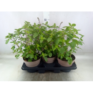 Ocimum basilicum 'Magic Mountain'