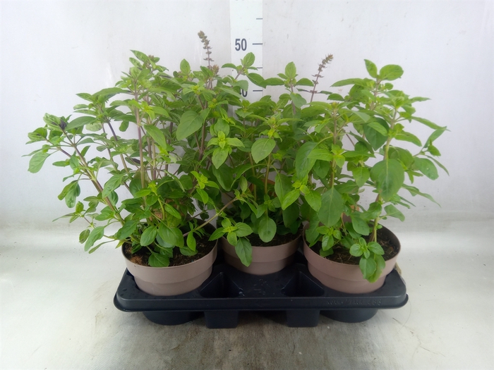 <h4>Ocimum basilicum 'Magic Mountain'</h4>