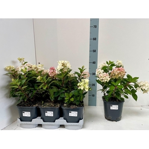 HYDR PANICULATA