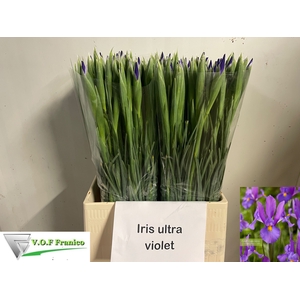 IRIS OV