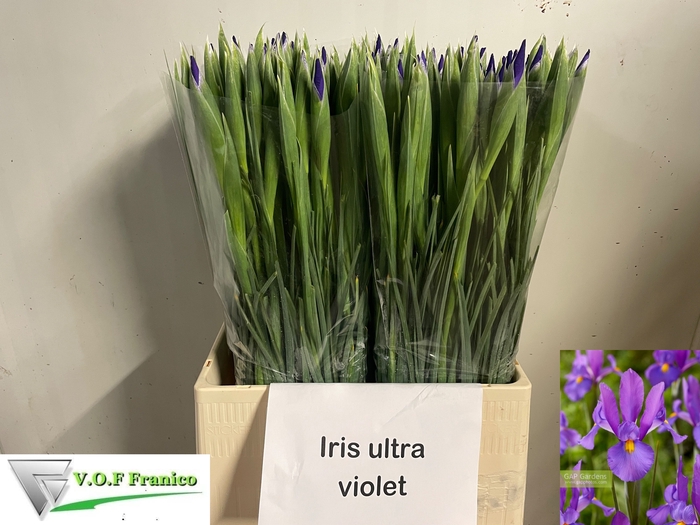 <h4>IRIS OV</h4>