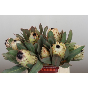 Protea Barbigera Ice Queen Air