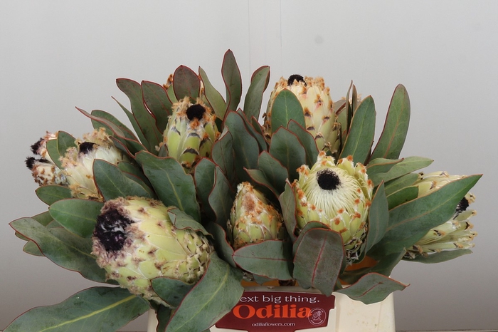 <h4>Protea Barbigera Ice Queen Air</h4>