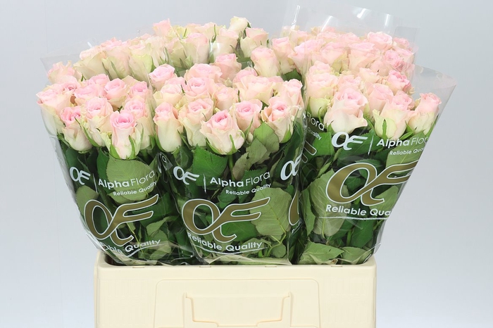 <h4>Rosa Gr Bisou</h4>