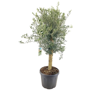 Olea europaea