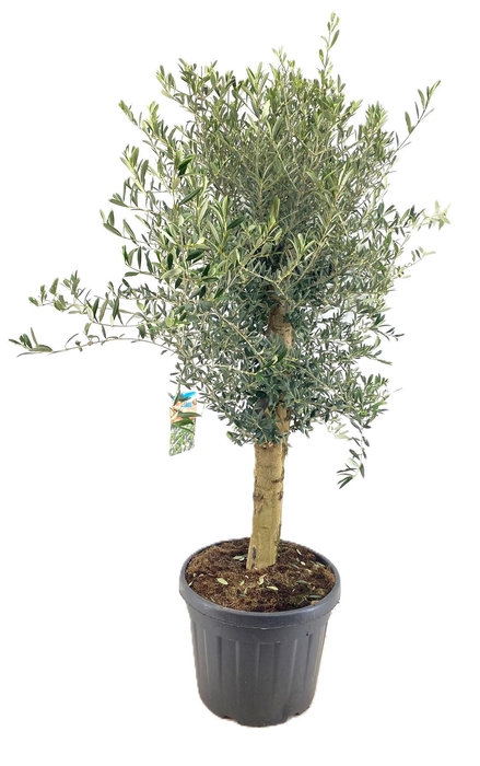 <h4>Olea europaea</h4>