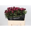 Paeonia Kansas