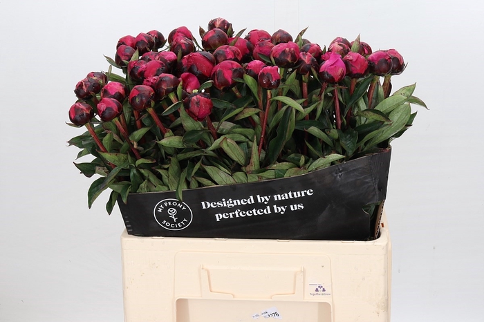 <h4>Paeonia Kansas</h4>