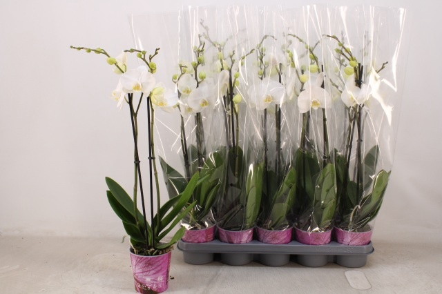 <h4>PHAL OV WIT</h4>