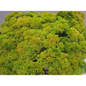 Sedum Geel