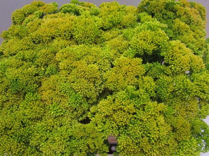 <h4>Sedum Geel</h4>