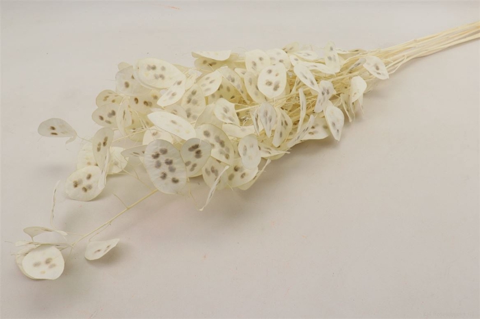 DRIED LUNARIA SLEEVED BLEACHED
