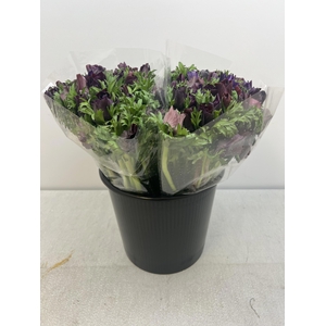 ANEM CO CARILL BLACK EX