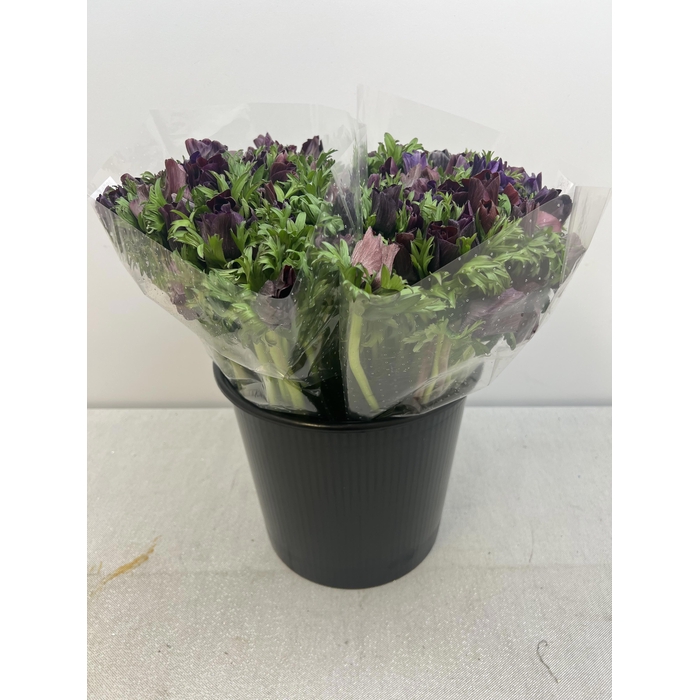 <h4>ANEM CO CARILL BLACK EX</h4>