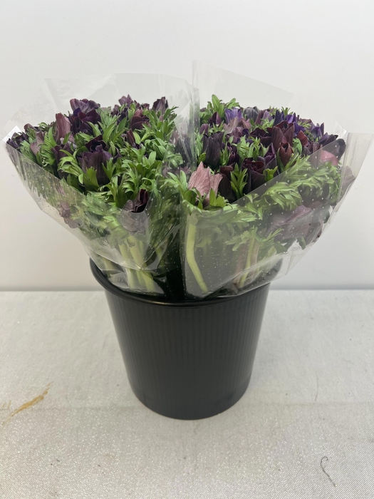 ANEM CO CARILL BLACK EX