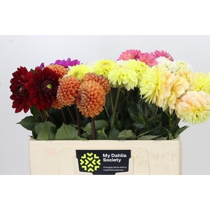 Dahlia Gemengd in fust