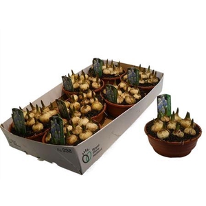 Muscari Esther In Schaaltje