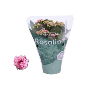 Kalanchoe Rosalina 07cm Don Alano wit/roze