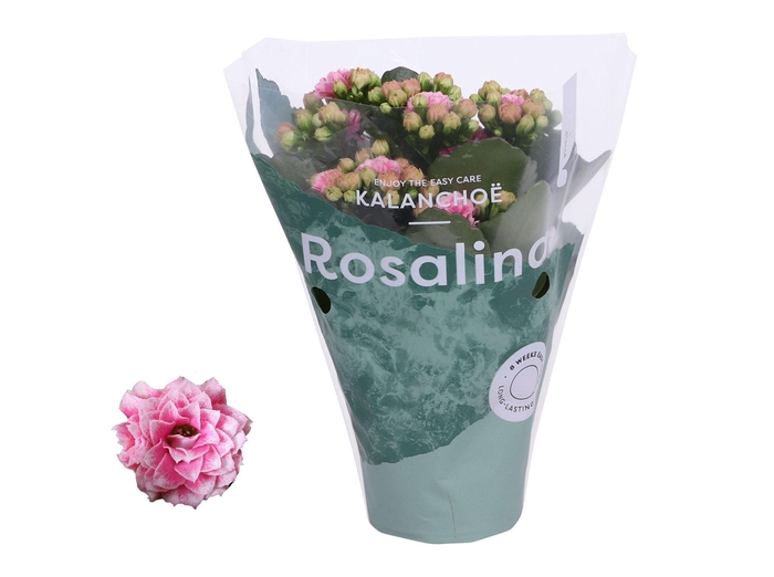<h4>Kalanchoe Rosalina 07cm Don Alano wit/roze</h4>
