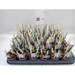 Crocus vernus 'Jeanne d'Arc'