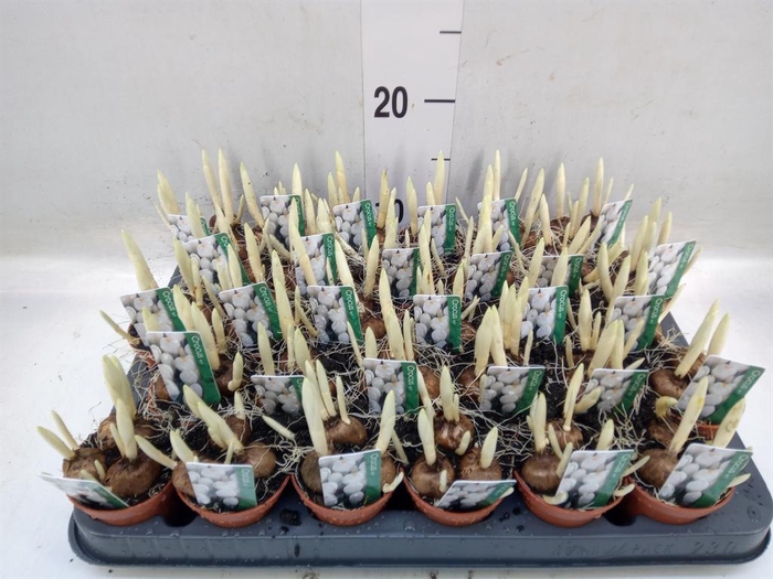 <h4>Crocus vernus 'Jeanne d'Arc'</h4>