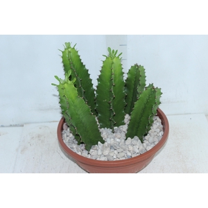 CACTUS EUPHORBIA MANDACARU C32 VARIADO