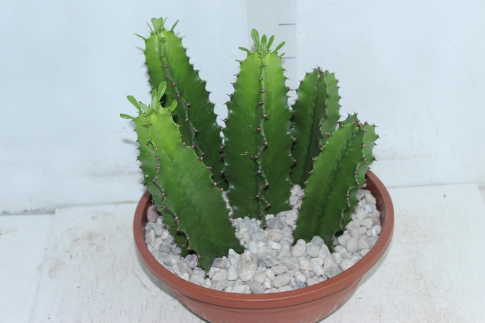 <h4>CACTUS EUPHORBIA MANDACARU C32 VARIADO</h4>
