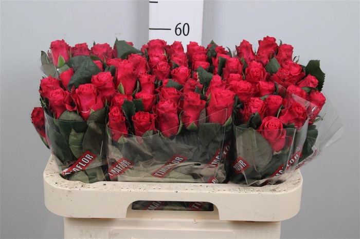 <h4>R Gr Tacazzi+</h4>