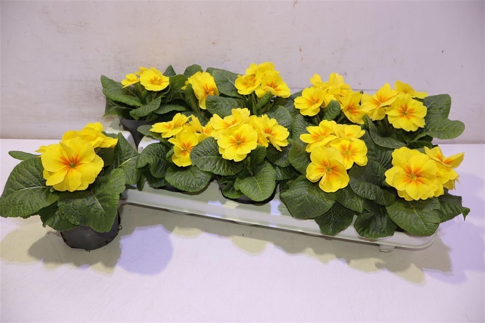 <h4>arr8 Prim Ac C Gold Yell</h4>