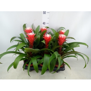 Guzmania  'Hope'