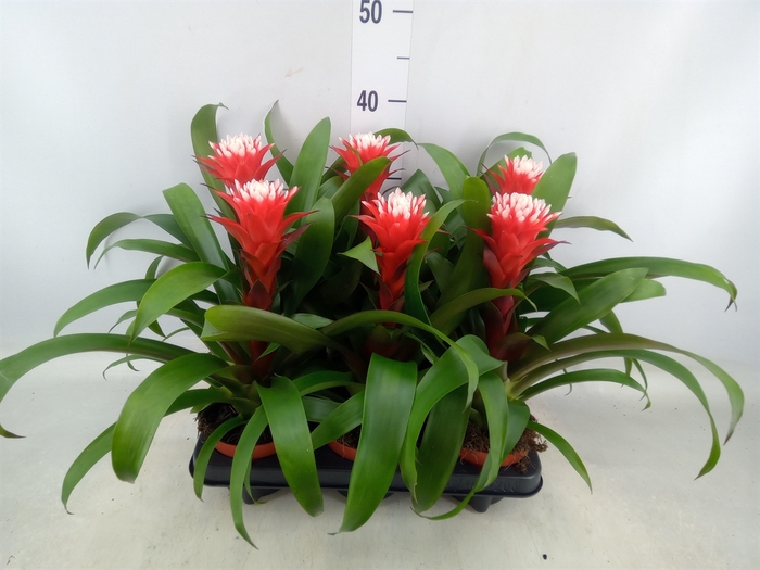 <h4>Guzmania  'Hope'</h4>