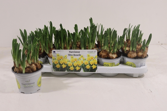 <h4>NARC D TETE BOUCLE</h4>