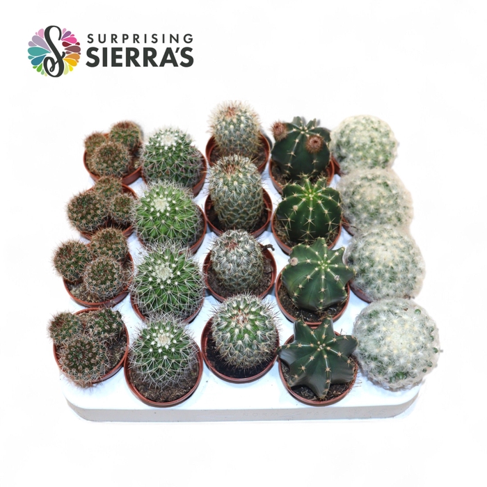 <h4>CACTUS GEM</h4>