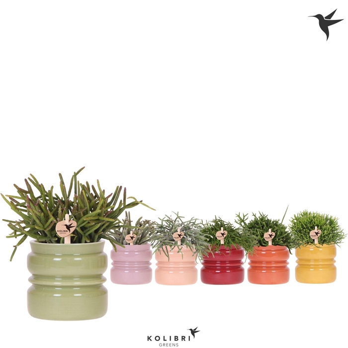 <h4>Kolibri Greens Rhipsalis mix in Noma pot mix</h4>