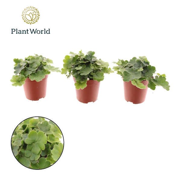 <h4>Doryopteris Tiny Cordata</h4>