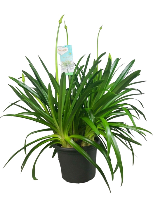 <h4>Agapanthus  'Big White'</h4>