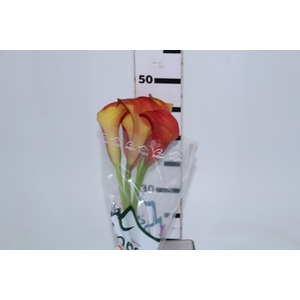 CALLAS ODEON 050 CM